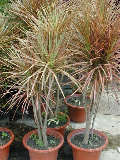 五彩千年木|五彩千年木 Dracaena reflexa var. angustifolia